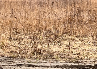 działka na sprzedaż - Piaseczno (gw), Piaseczno